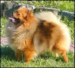 Dixi Strážní andělé