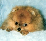 Schimmel's Wee-Dolly Princess