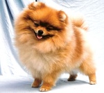 Soffies Pom-Pom