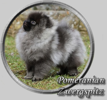 Pomeranian --- Zwergspitz