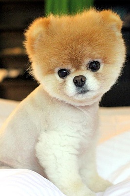 pes pomeranian boo