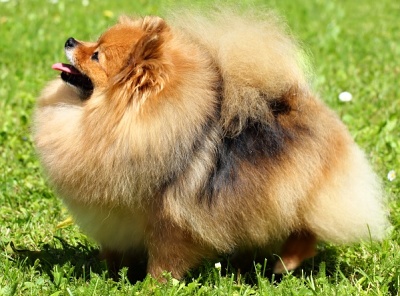 pomeranian ve výstavní úpravě