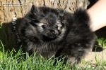 Název souboru=8S9A8410_pes_O_5weeks_750.jpg
Velikost souboru=192KB
Rozměry=750x500
Datum přidání=08. Srpen 2016 8S9A8410_pes_O_5weeks_750.jpg