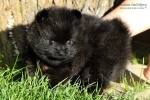 8S9A8426_pejsek_N_black_5weeks_750.jpg