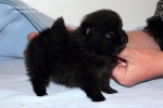 cherie_boheme_d_20110517_012.JPG