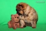 maly_klaun_a_fenka_IMG_2764.JPG