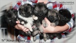 moravia_devil_h_7weeks_004_750.jpg
