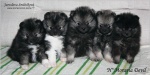 moravia_devil_h_7weeks_012_750.jpg