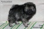 moravia_devil_honey_001.JPG