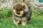 Název souboru=nina_narra_stripek_snu_10w_027.JPG
Velikost souboru=160KB
Rozměry=750x500
Datum přidání=13. Září 2016 nina_narra_stripek_snu_10w_027.JPG