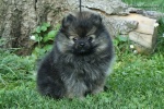 Název souboru=onyx_ozzy_stripek_snu_10w_010.jpg
Velikost souboru=199KB
Rozměry=750x500
Datum přidání=13. Září 2016 onyx_ozzy_stripek_snu_10w_010.jpg