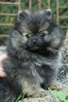 Název souboru=onyx_ozzy_stripek_snu_10w_056.jpg
Velikost souboru=197KB
Rozměry=500x750
Datum přidání=13. Září 2016 onyx_ozzy_stripek_snu_10w_056.jpg