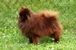 oranzova_kulicka_arisek_ket_pom_20110828_029.jpg