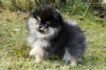 Název souboru=polar_princess_750_11w.jpg
Velikost souboru=147KB
Rozměry=750x500
Datum přidání=17. Únor 2017 polar_princess_750_11w.jpg