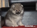 Název souboru=rudy_2months.jpg
Velikost souboru=236KB
Rozměry=792x600
Datum přidání=06. Srpen 2013 rudy_2months.jpg