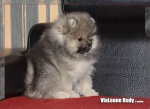 Název souboru=rudy_2months_28229.jpg
Velikost souboru=211KB
Rozměry=800x582
Datum přidání=06. Srpen 2013 rudy_2months_28229.jpg