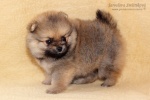 stripek_snu_d_5weeks_20120717_005.jpg