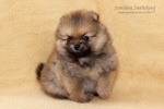 stripek_snu_d_5weeks_20120717_040.jpg