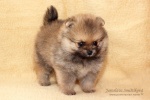 stripek_snu_d_5weeks_20120717_053.jpg