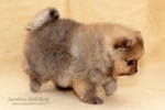 stripek_snu_d_5weeks_20120717_099.JPG