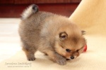 stripek_snu_d_5weeks_20120717_129.JPG