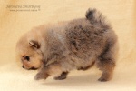 stripek_snu_d_5weeks_20120717_151.JPG