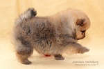 stripek_snu_d_5weeks_20120717_161.JPG