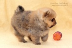 stripek_snu_d_5weeks_20120717_175.JPG