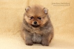 stripek_snu_d_5weeks_20120717_182.JPG