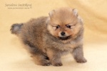 stripek_snu_d_5weeks_20120717_195.JPG