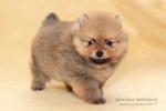 stripek_snu_d_5weeks_20120717_196.JPG