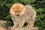 stripek_snu_don_henri_8weeks_20120808_015_1000.jpg