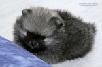 stripek_snu_eliska_evelina_5weeks_IMG_7965.jpg