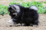 Název souboru=stripek_snu_enrico_grey_wolf_10weeks_IMG_0487.jpg
Velikost souboru=137KB
Rozměry=750x500
Datum přidání=07. Září 2012 stripek_snu_enrico_grey_wolf_10weeks_IMG_0487.jpg
