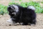 stripek_snu_enrico_grey_wolf_10weeks_IMG_0487.jpg