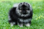 Název souboru=stripek_snu_enrico_grey_wolf_12weeks_IMG_2326_750.jpg
Velikost souboru=161KB
Rozměry=750x500
Datum přidání=26. Září 2012 stripek_snu_enrico_grey_wolf_12weeks_IMG_2326_750.jpg