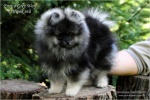 stripek_snu_enrico_grey_wolf_14weeks_IMG_3310_750.jpg