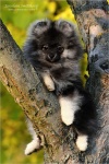 stripek_snu_enrico_grey_wolf_20121021_4months_tree.jpg