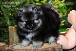 stripek_snu_enrico_grey_wolf_6weeks_20120810_041_750.jpg