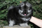 Název souboru=stripek_snu_enrico_grey_wolf_8weeks_014_750_2.jpg
Velikost souboru=143KB
Rozměry=750x500
Datum přidání=27. Srpen 2012 stripek_snu_enrico_grey_wolf_8weeks_014_750_2.jpg