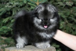 stripek_snu_enrico_grey_wolf_8weeks_014_750_2.jpg