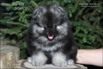 Název souboru=stripek_snu_enrico_grey_wolf_8weeks_037_750.jpg
Velikost souboru=155KB
Rozměry=750x500
Datum přidání=27. Srpen 2012 stripek_snu_enrico_grey_wolf_8weeks_037_750.jpg