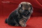 stripek_snu_eragon_eldest_5weeks_20120803_032.jpg