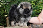 Název souboru=stripek_snu_eragon_eldest_6weeks_20120810_043_750.jpg
Velikost souboru=179KB
Rozměry=750x500
Datum přidání=11. Srpen 2012 stripek_snu_eragon_eldest_6weeks_20120810_043_750.jpg