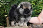 stripek_snu_eragon_eldest_6weeks_20120810_043_750.jpg