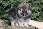 Název souboru=stripek_snu_eragon_eldest_8weeks_IMG_9085_750.jpg
Velikost souboru=172KB
Rozměry=750x500
Datum přidání=27. Srpen 2012 stripek_snu_eragon_eldest_8weeks_IMG_9085_750.jpg
