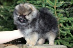 stripek_snu_eragon_eldest_9weeks_IMG_9776_750_2.jpg