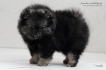 Název souboru=stripek_snu_iris_7weeks_IMG_1609_750.jpg
Velikost souboru=97KB
Rozměry=750x500
Datum přidání=29. Květen 2014 stripek_snu_iris_7weeks_IMG_1609_750.jpg