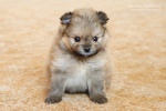 stripek_snu_k-boy2_0025.JPG