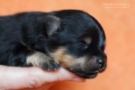stripek_snu_k_11days_0060.JPG
